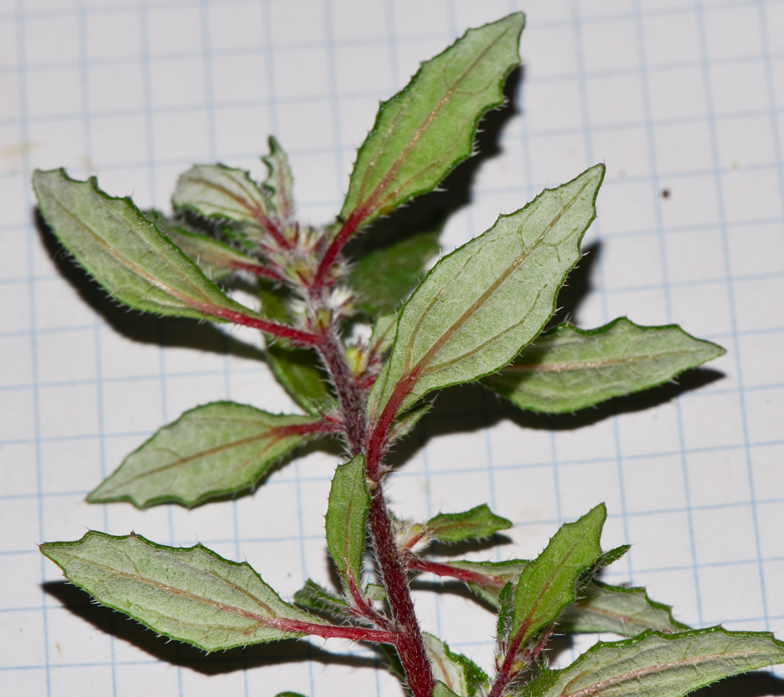 Image of Forsskaolea angustifolia specimen.