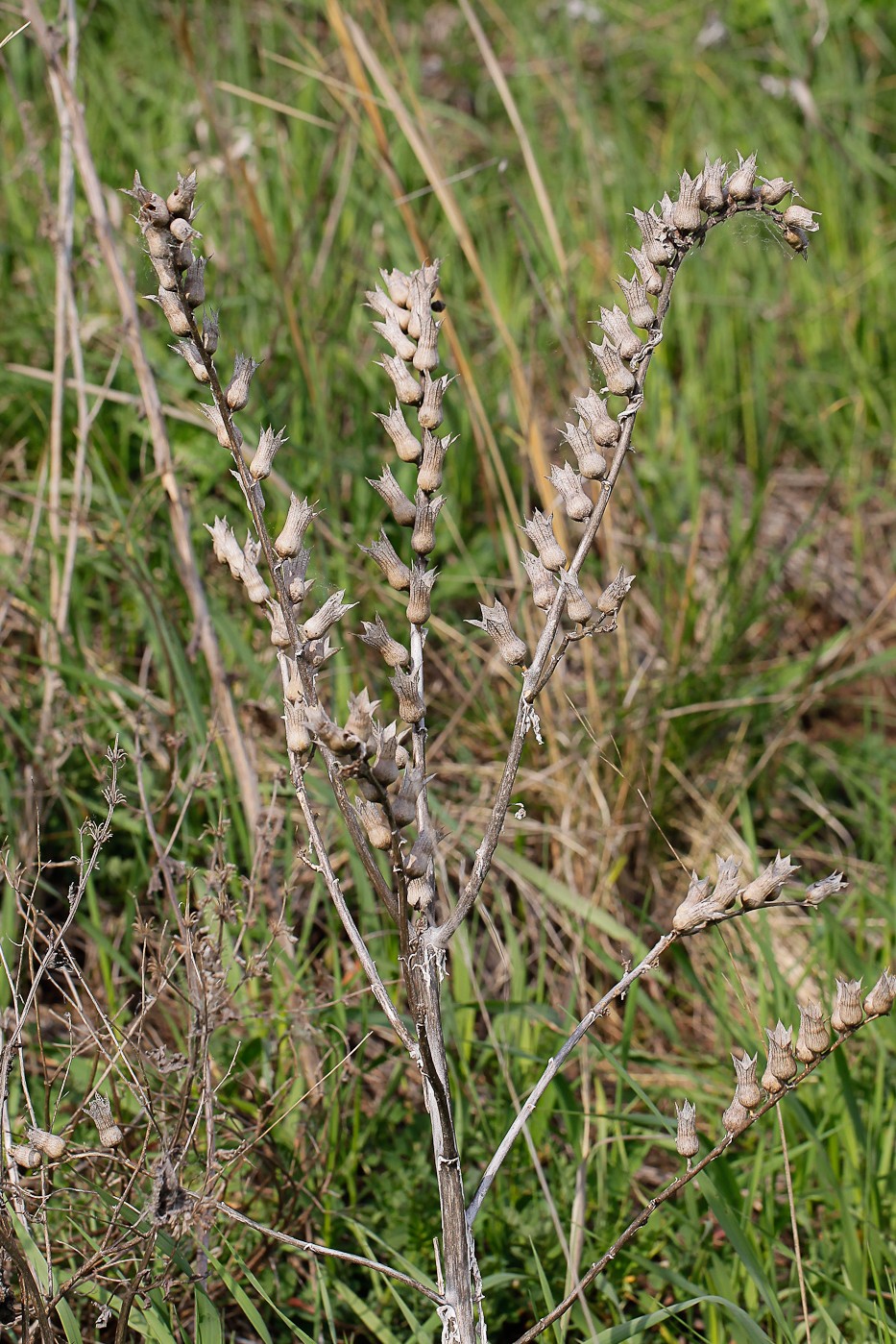 Изображение особи Hyoscyamus niger.