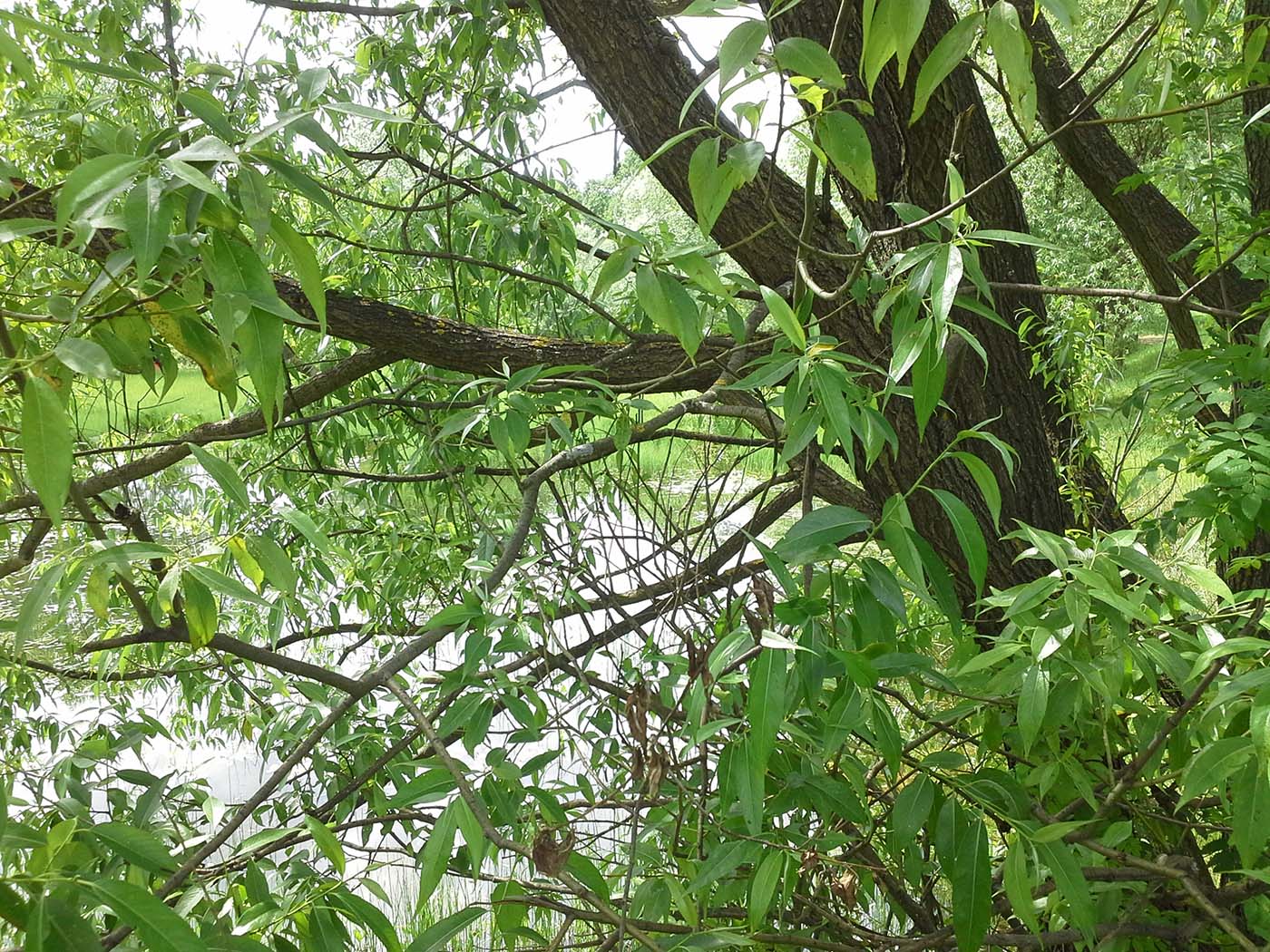 Image of Salix &times; fragilis specimen.