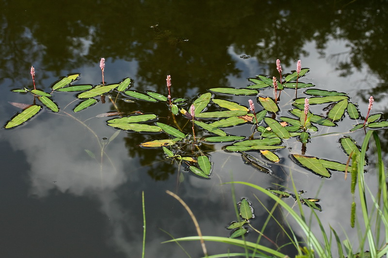 Image of Persicaria amphibia specimen.