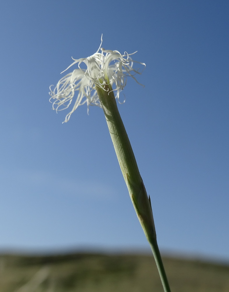 Изображение особи Dianthus soongoricus.