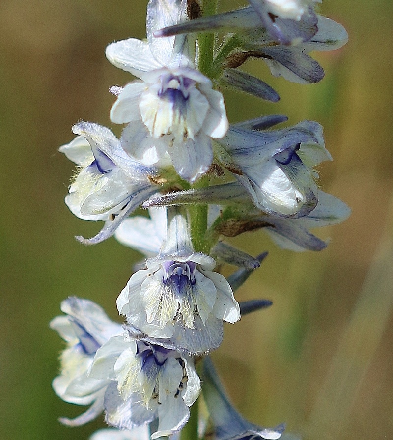 Image of Delphinium freynii specimen.