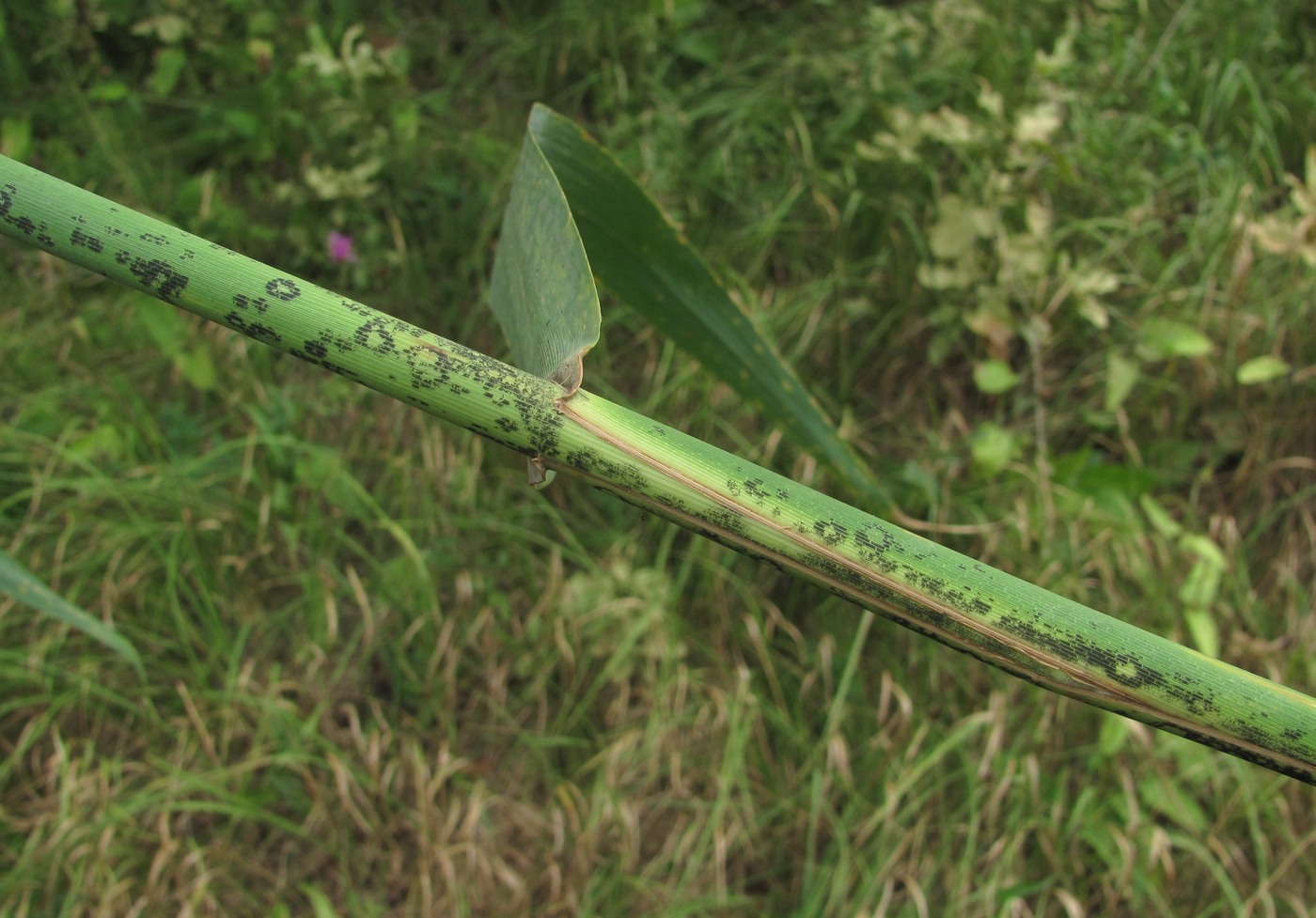 Изображение особи Phragmites australis.