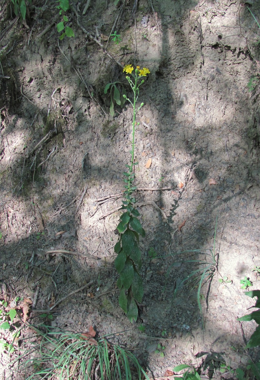 Image of genus Hieracium specimen.