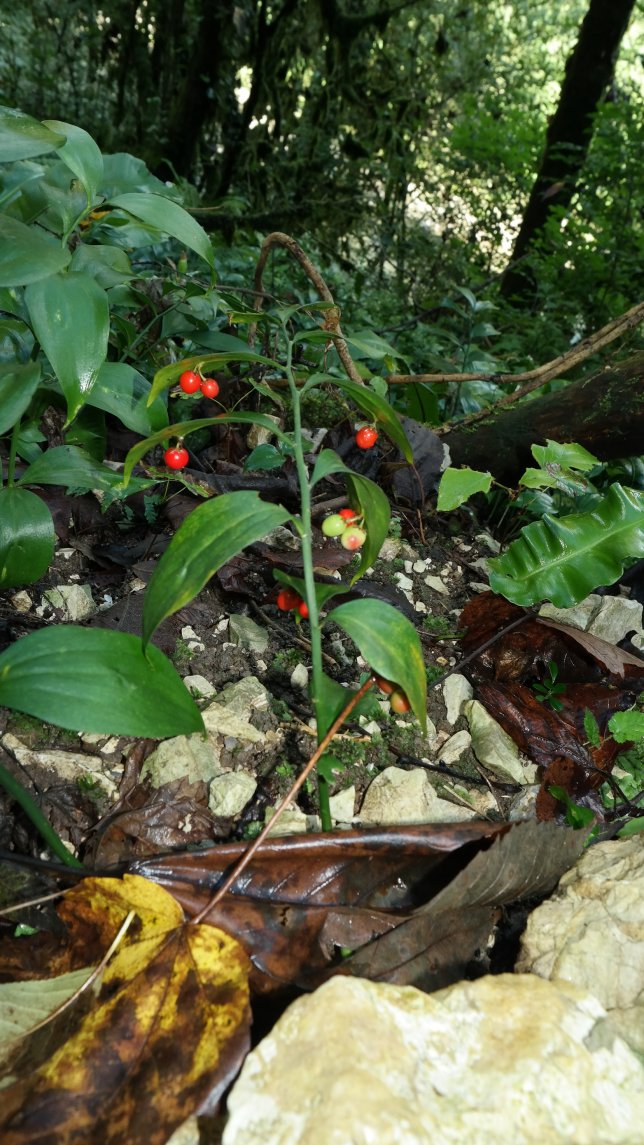 Image of Ruscus colchicus specimen.