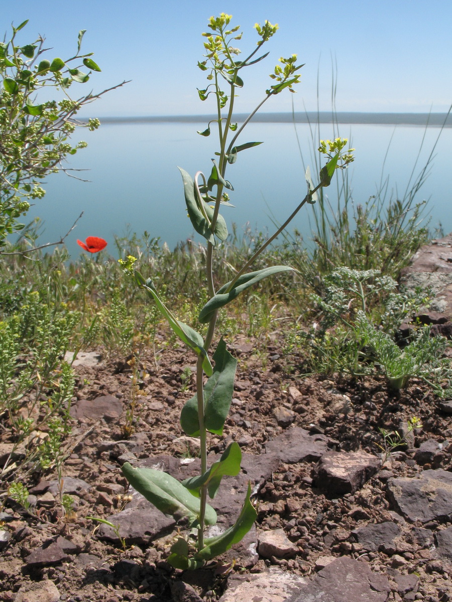 Изображение особи Tauscheria lasiocarpa.