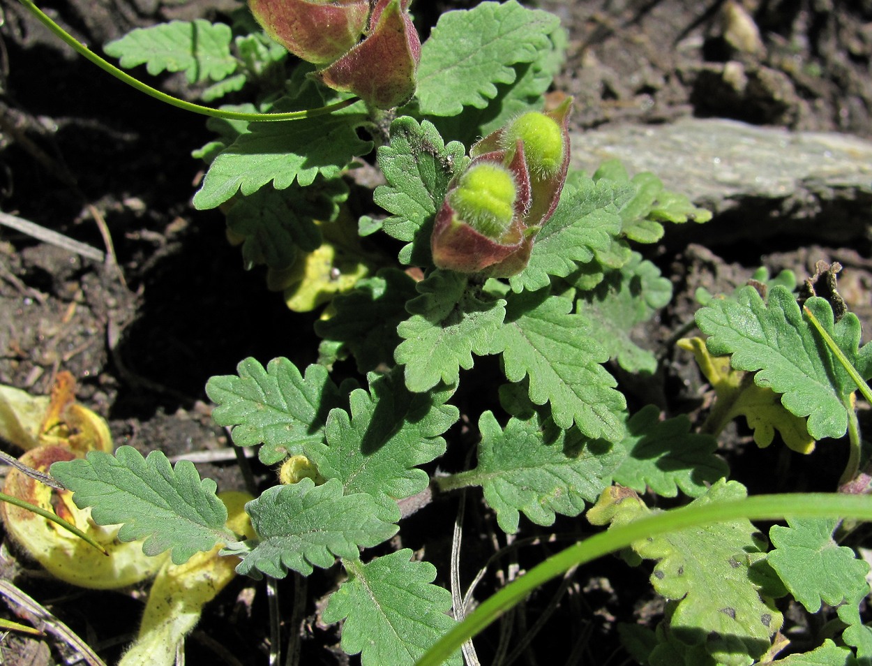 Изображение особи Scutellaria oreophila.