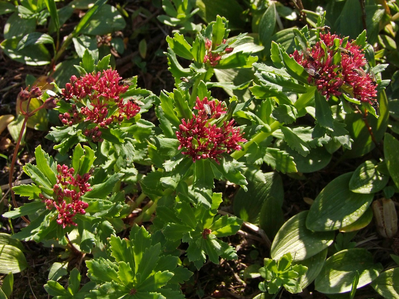 Image of Rhodiola integrifolia specimen.