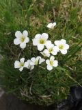 Saxifraga sibirica