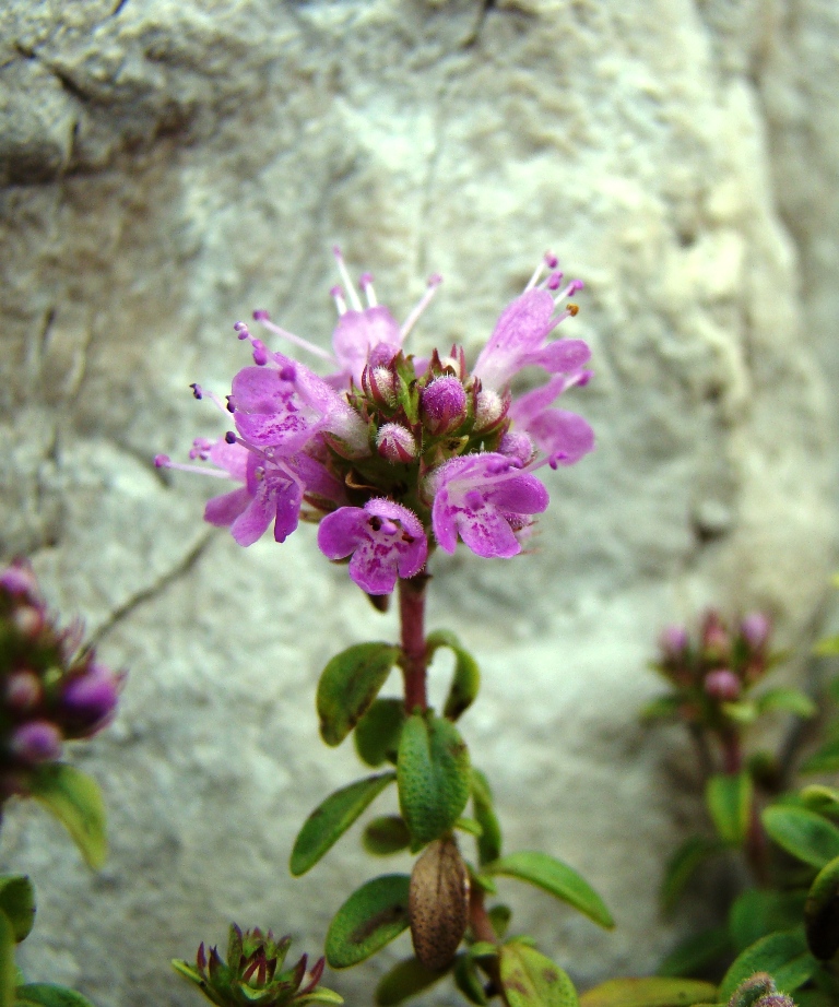 Изображение особи Thymus zheguliensis.