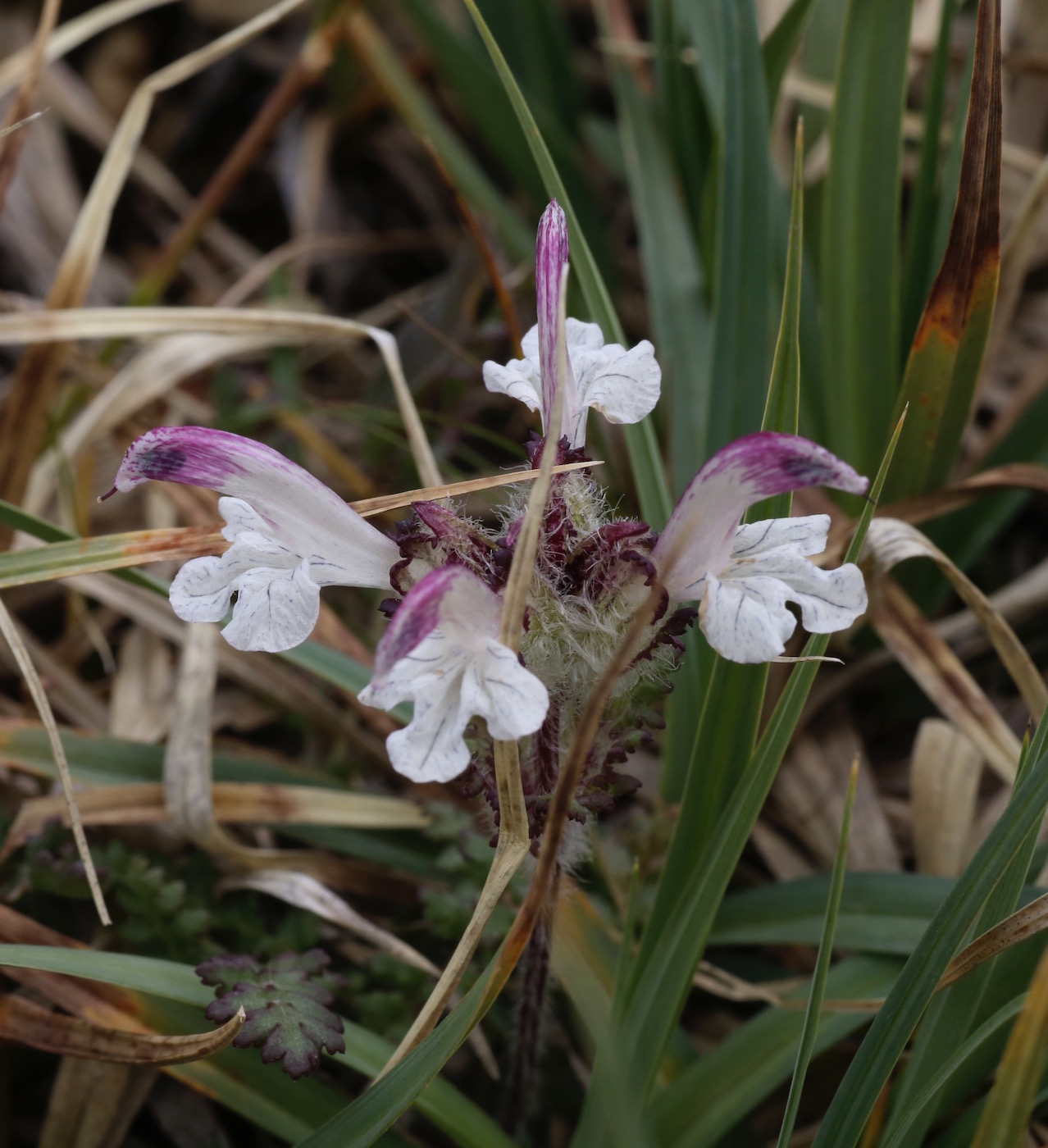 Изображение особи Pedicularis cheilanthifolia.