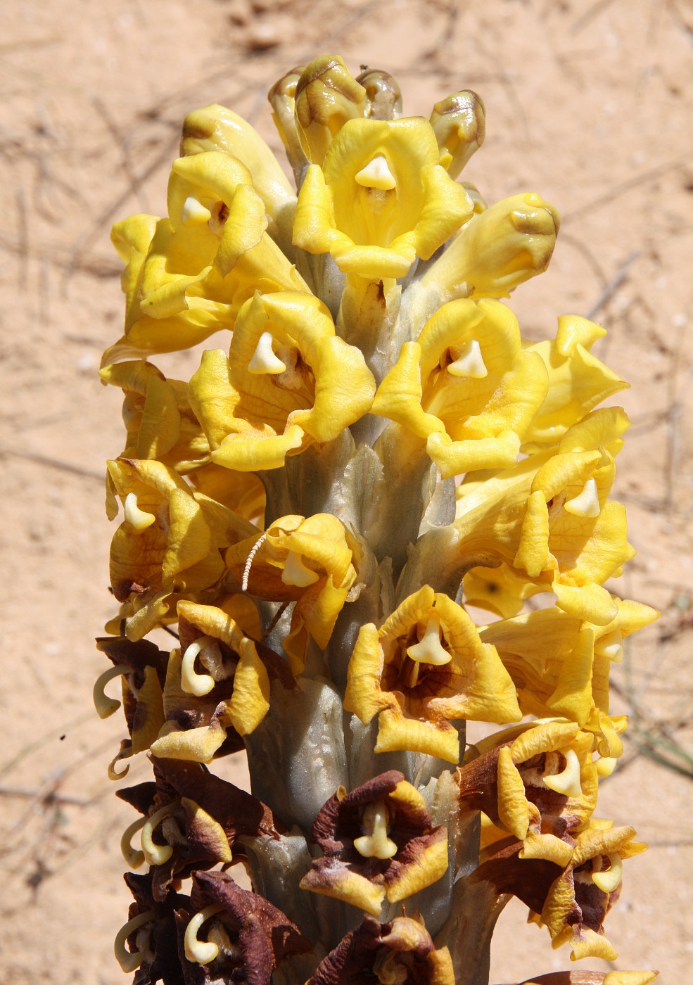 Image of Cistanche tubulosa specimen.