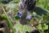 Ajuga orientalis. Часть побега с соцветием. Республика Адыгея, г. Майкоп, южная окраина ближе к пос. Краснооктябрьский, водораздельный хребет Нагиеж-Уашх, опушка дубово-буково-грабового леса, южный травянистый склон. 02.04.2017.