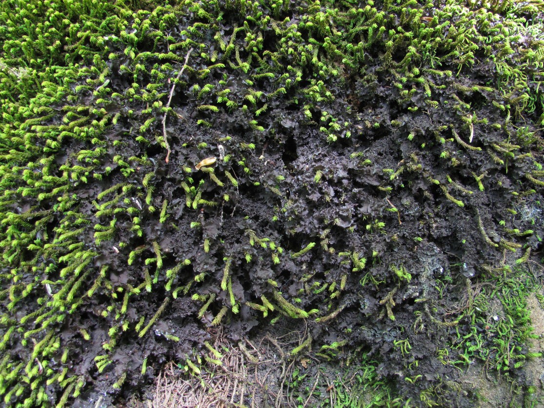 Image of genus Leptogium specimen.