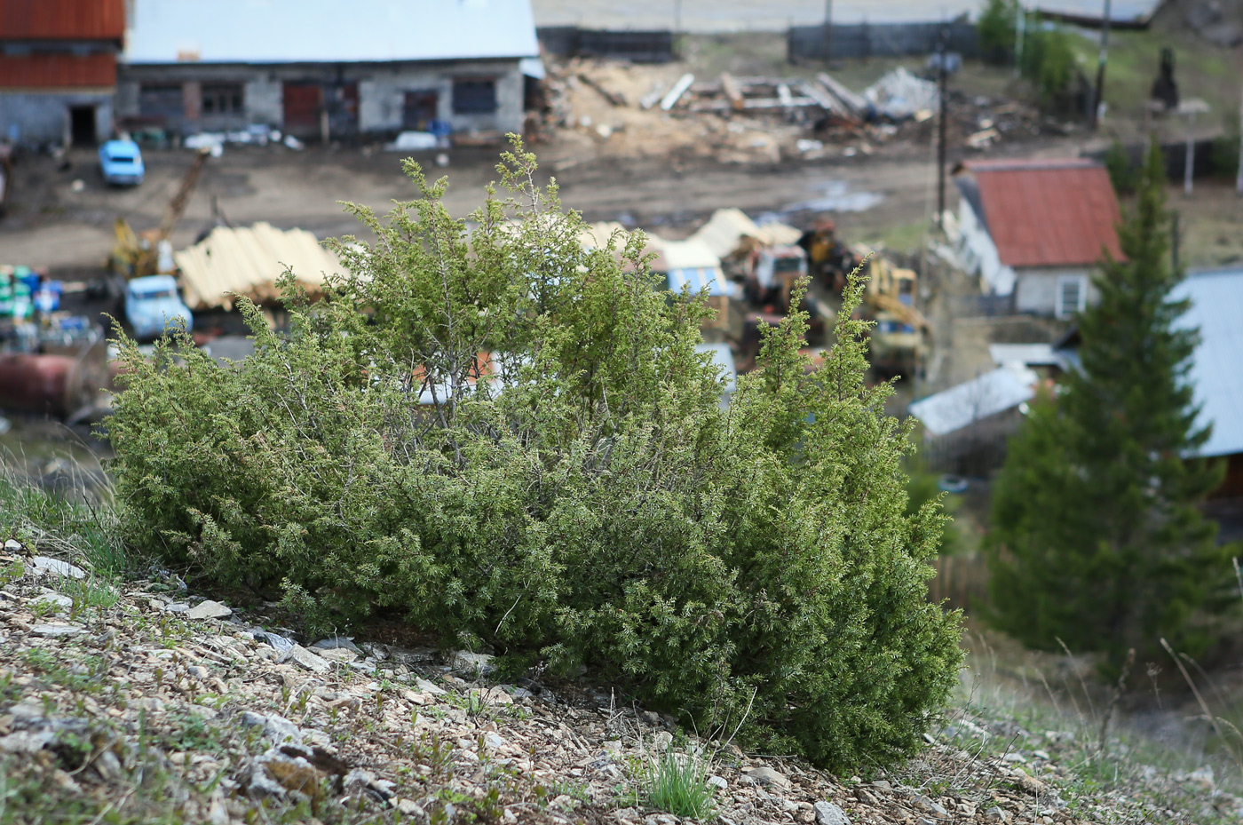 Изображение особи Juniperus communis.