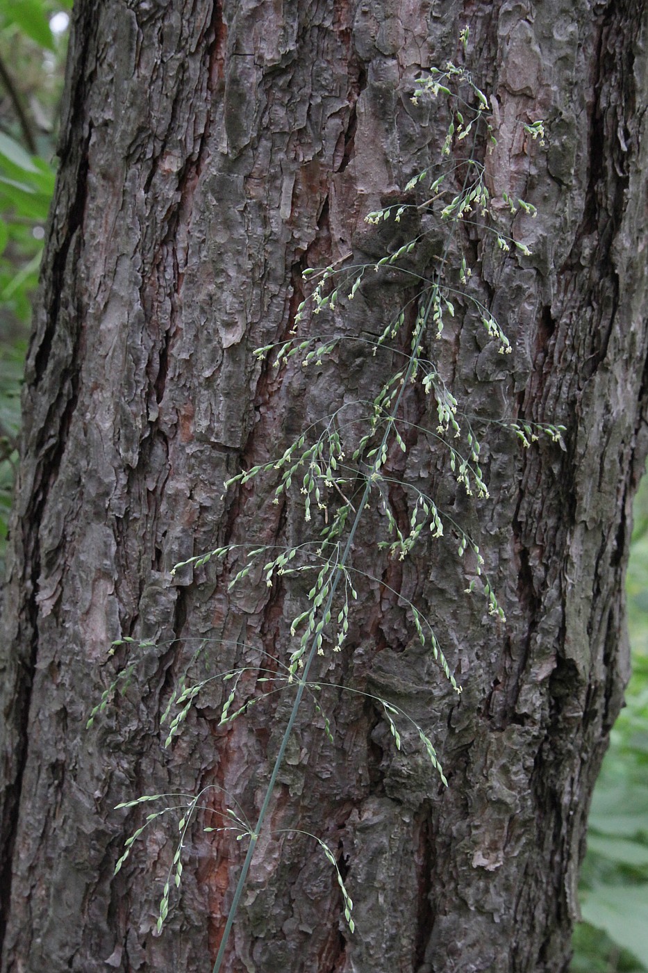 Image of Milium effusum specimen.