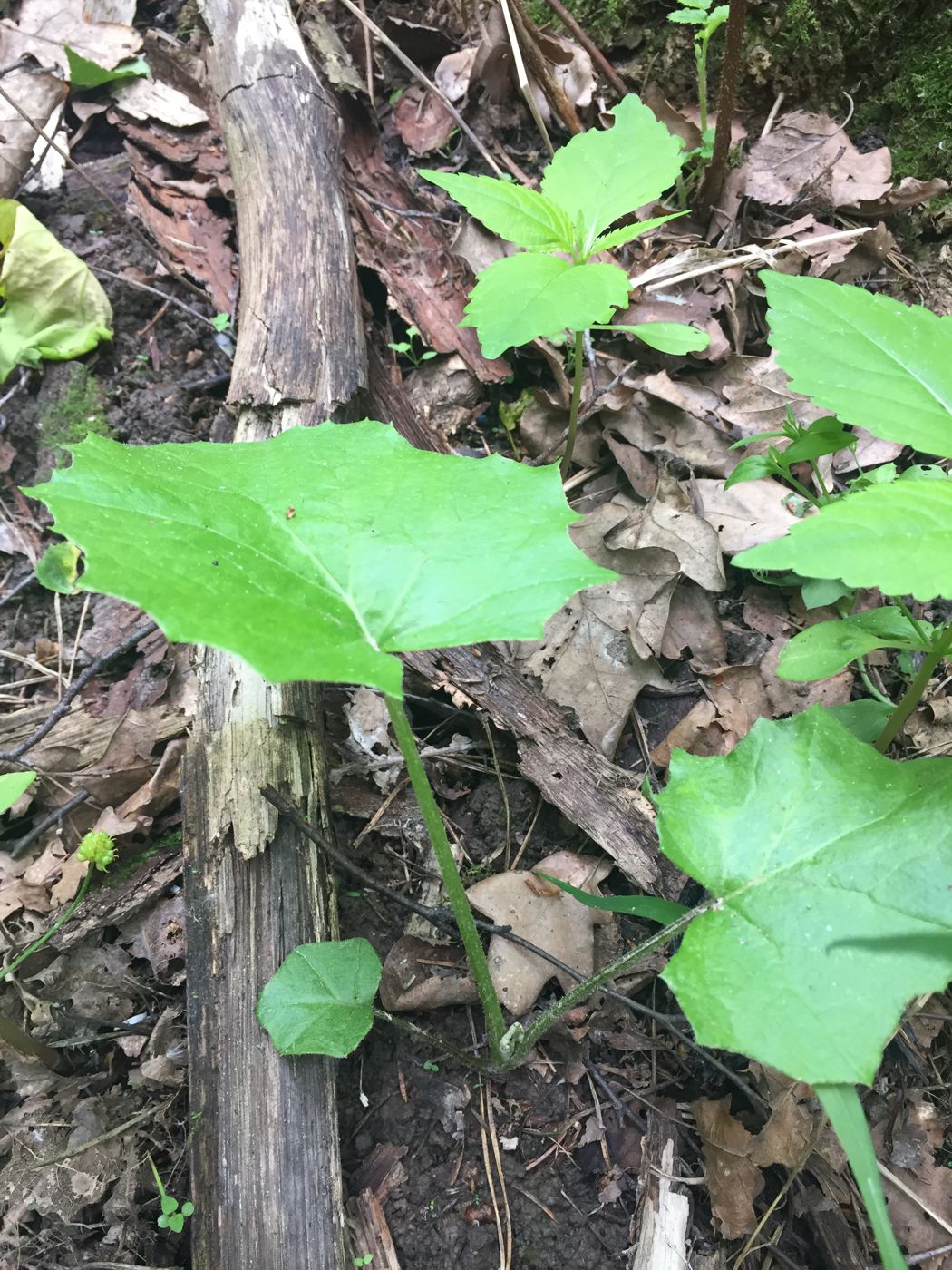 Изображение особи Tussilago farfara.