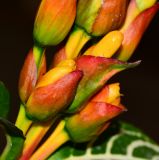 Sanchezia speciosa. Соцветия с бутонами. Израиль, впадина Мёртвого моря, киббуц Эйн-Геди. 26.04.2017.