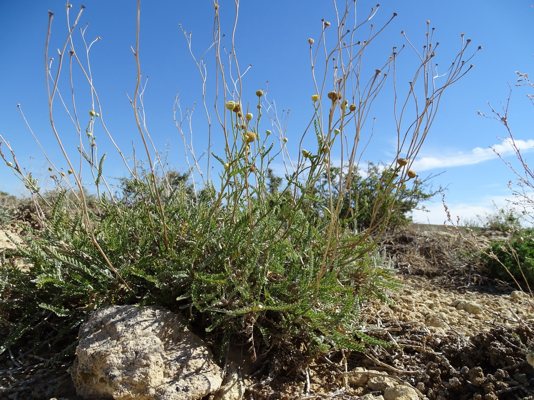 Image of Tanacetum santolina specimen.