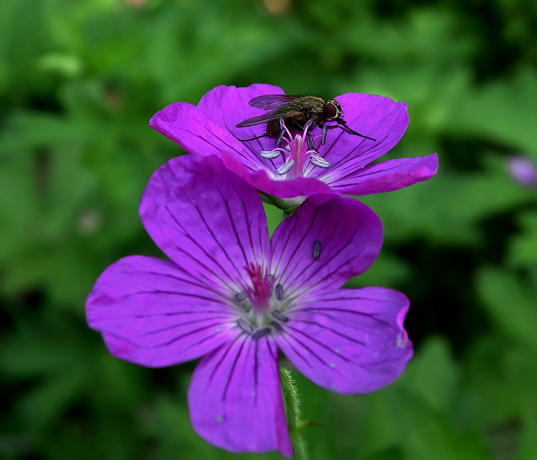 Image of Geranium palustre specimen.