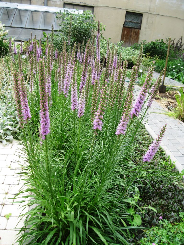 Изображение особи Liatris spicata.