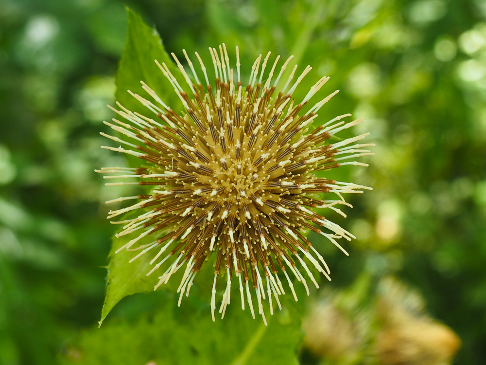 Image of Cirsium oleraceum specimen.