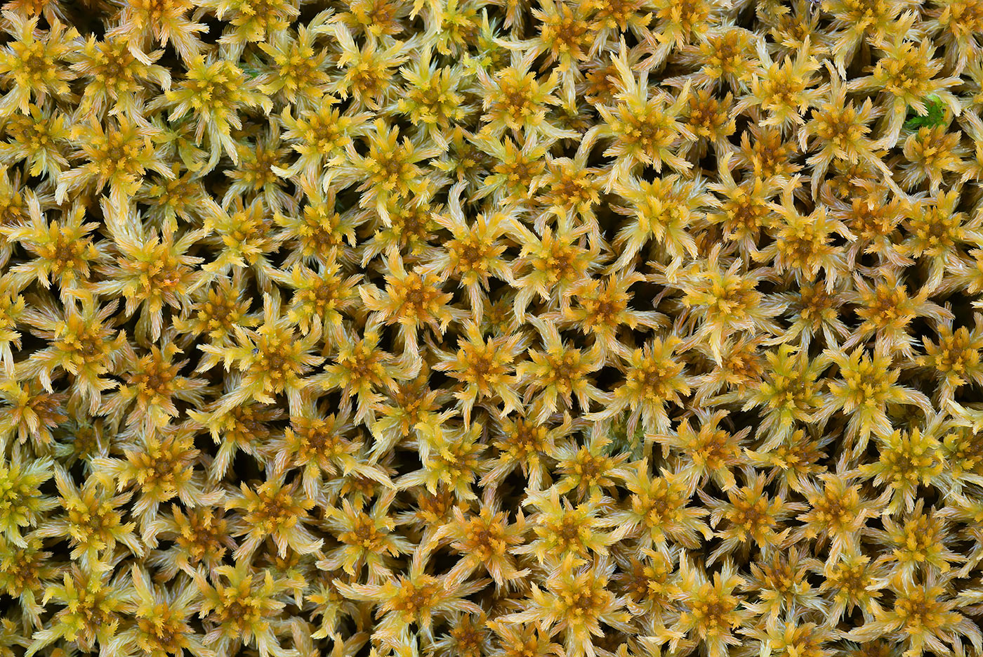 Image of genus Sphagnum specimen.