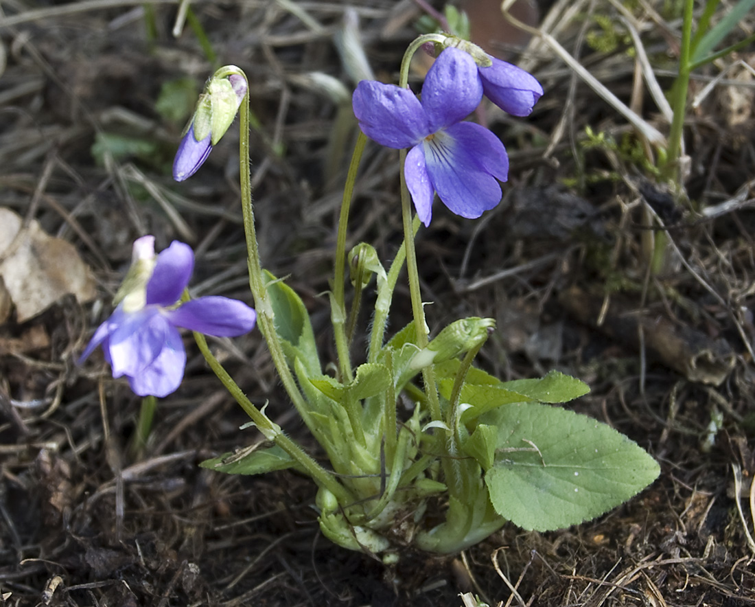 Изображение особи Viola hirta.