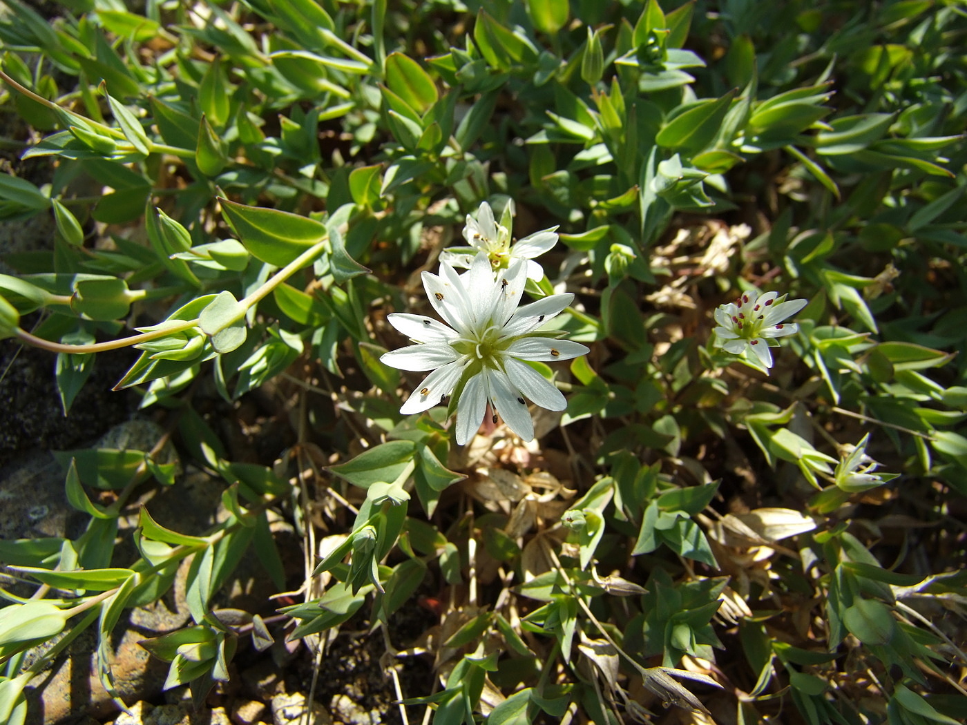 Image of Stellaria ruscifolia specimen.