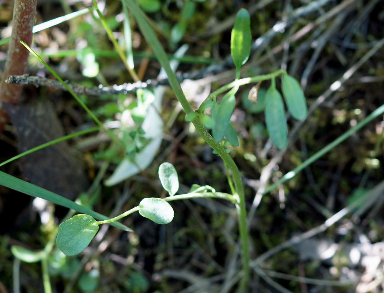 Image of Cardamine dentata specimen.