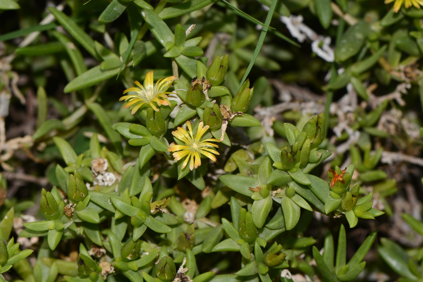 Изображение особи Delosperma luteum.