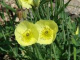 Papaver nudicaule. Цветки, плоды, стебли. Иркутская обл., Иркутский р-н, окр. пос. Бол. Голоустное, скалистый, осыпной склон сопки. 29.05.2017.