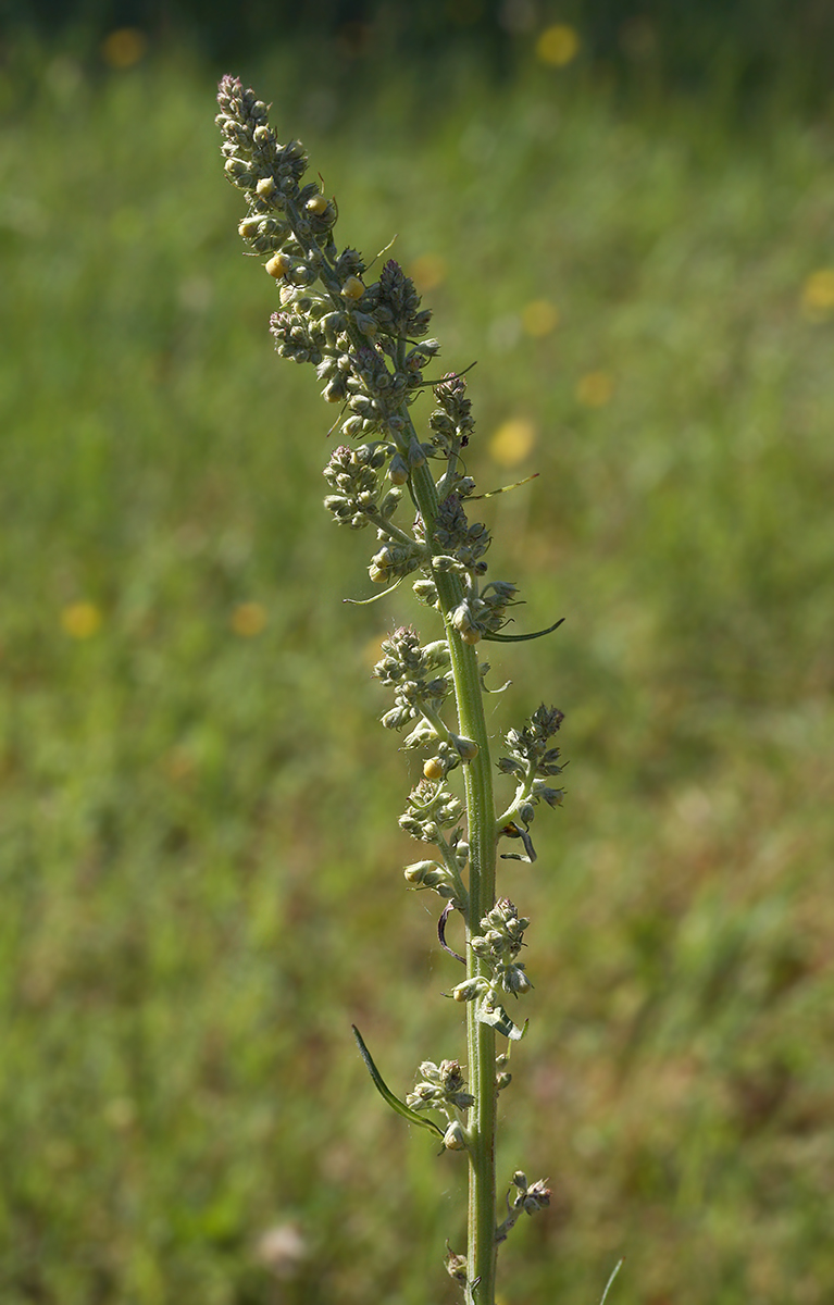 Image of Verbascum lychnitis specimen.