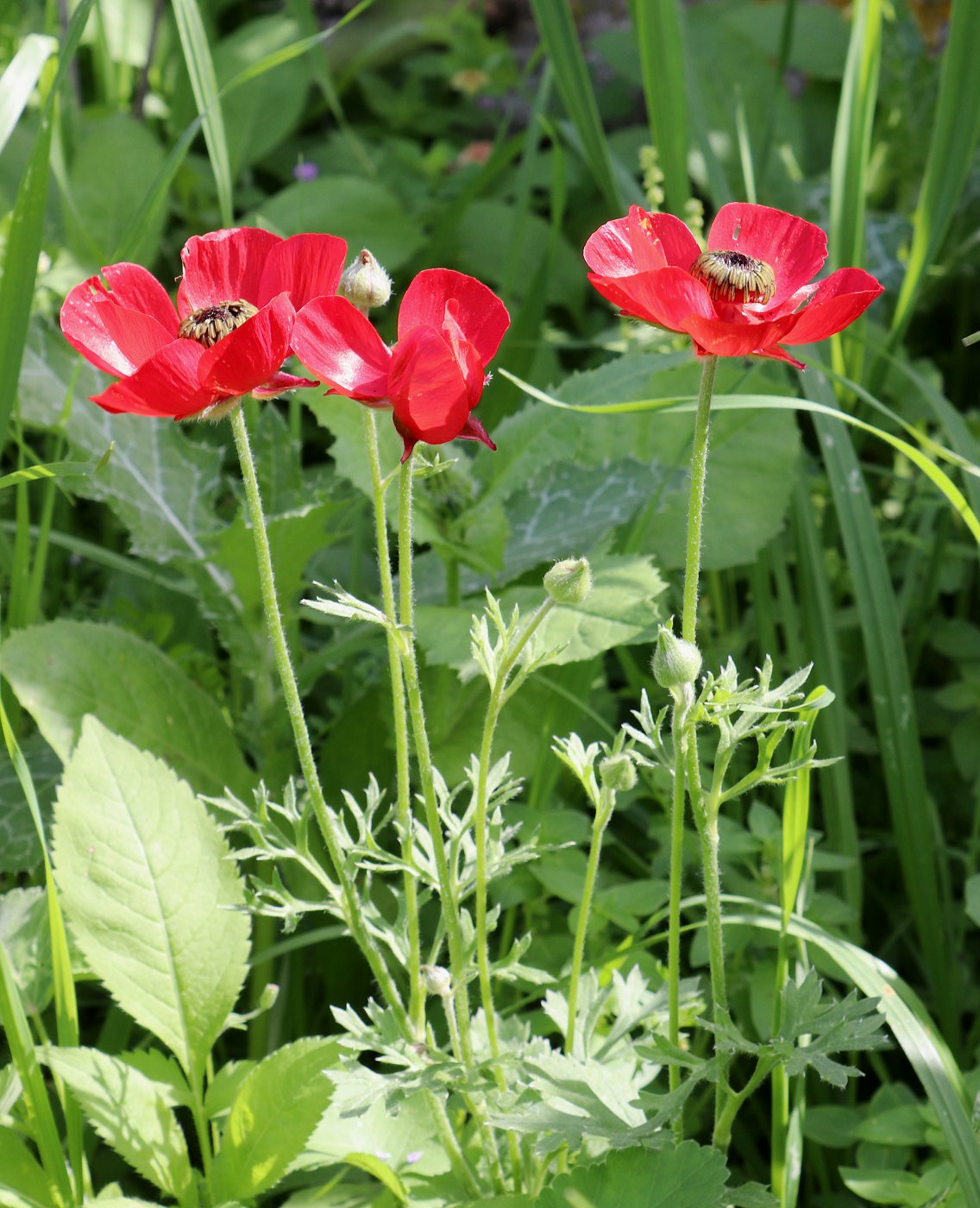 Image of Ranunculus asiaticus specimen.