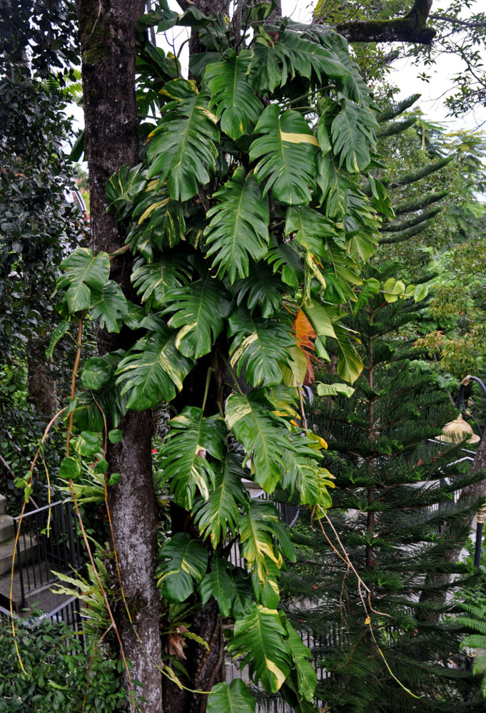 Image of Epipremnum aureum specimen.