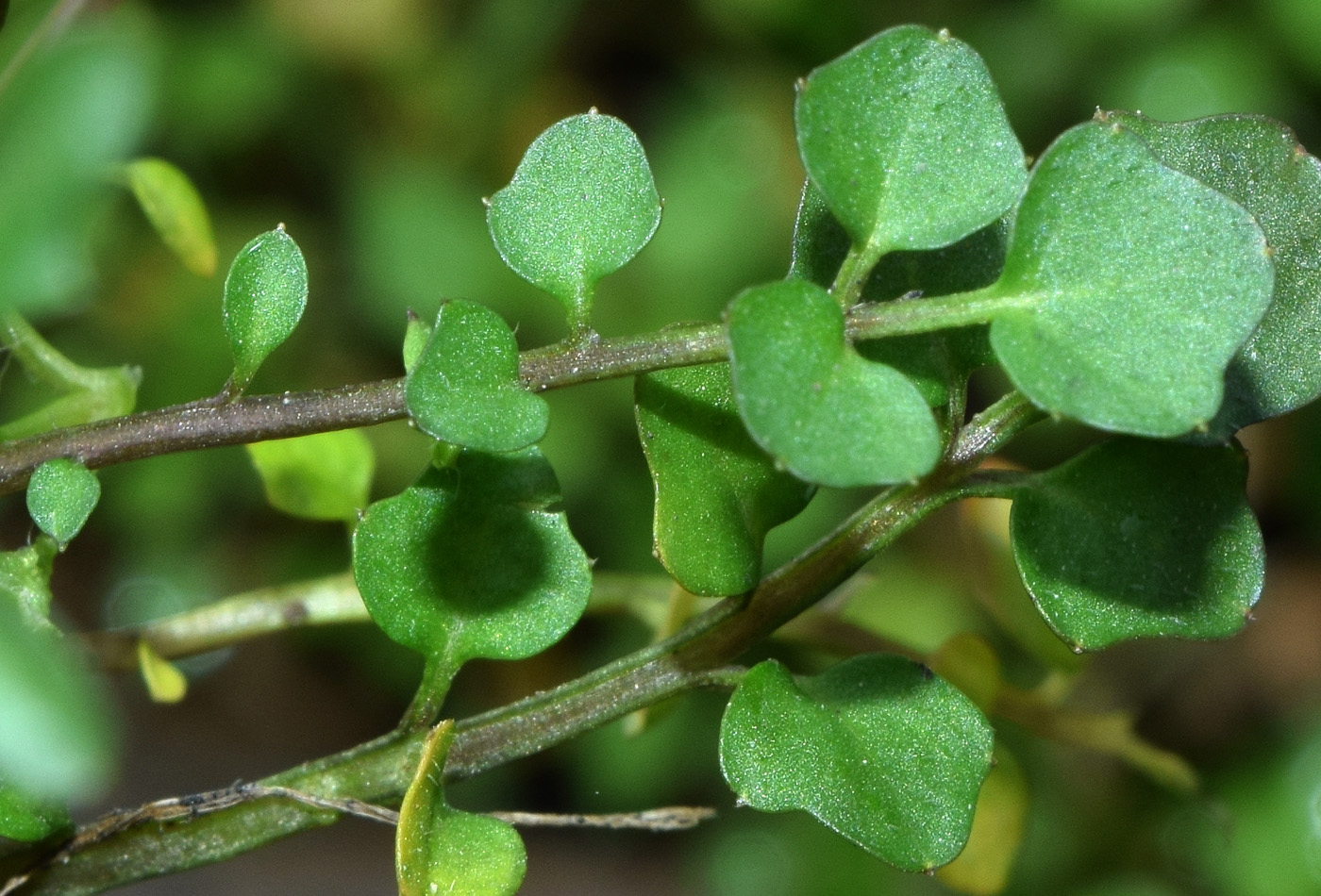 Image of Cardamine hirsuta specimen.