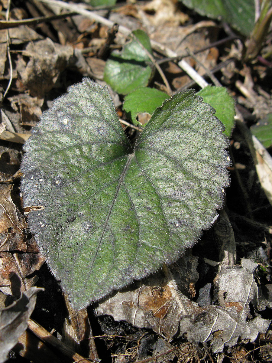 Image of Viola dehnhardtii specimen.