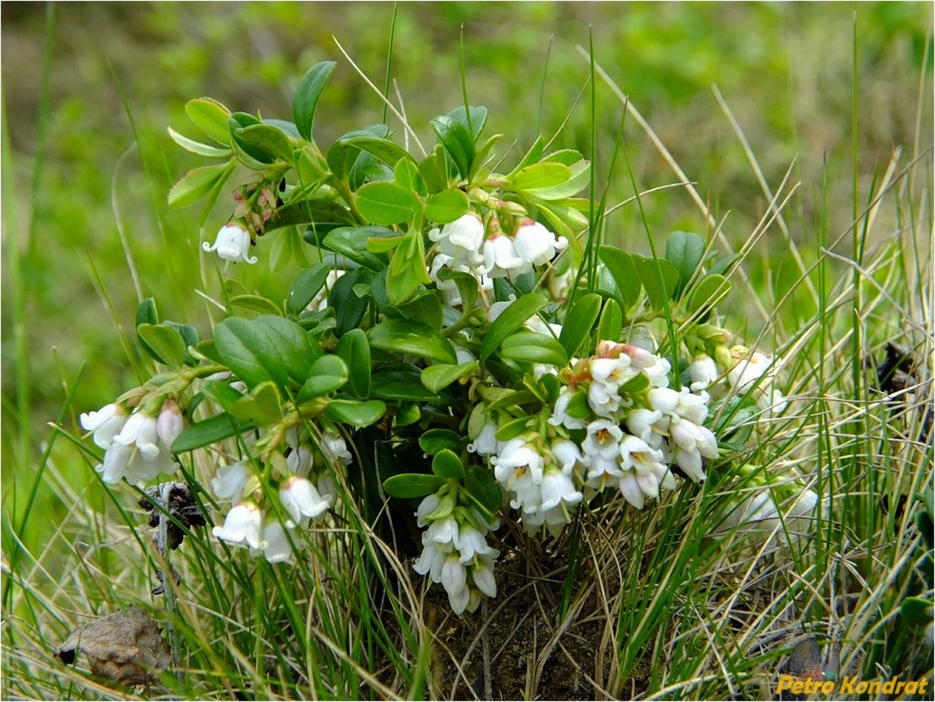 Изображение особи Vaccinium vitis-idaea.