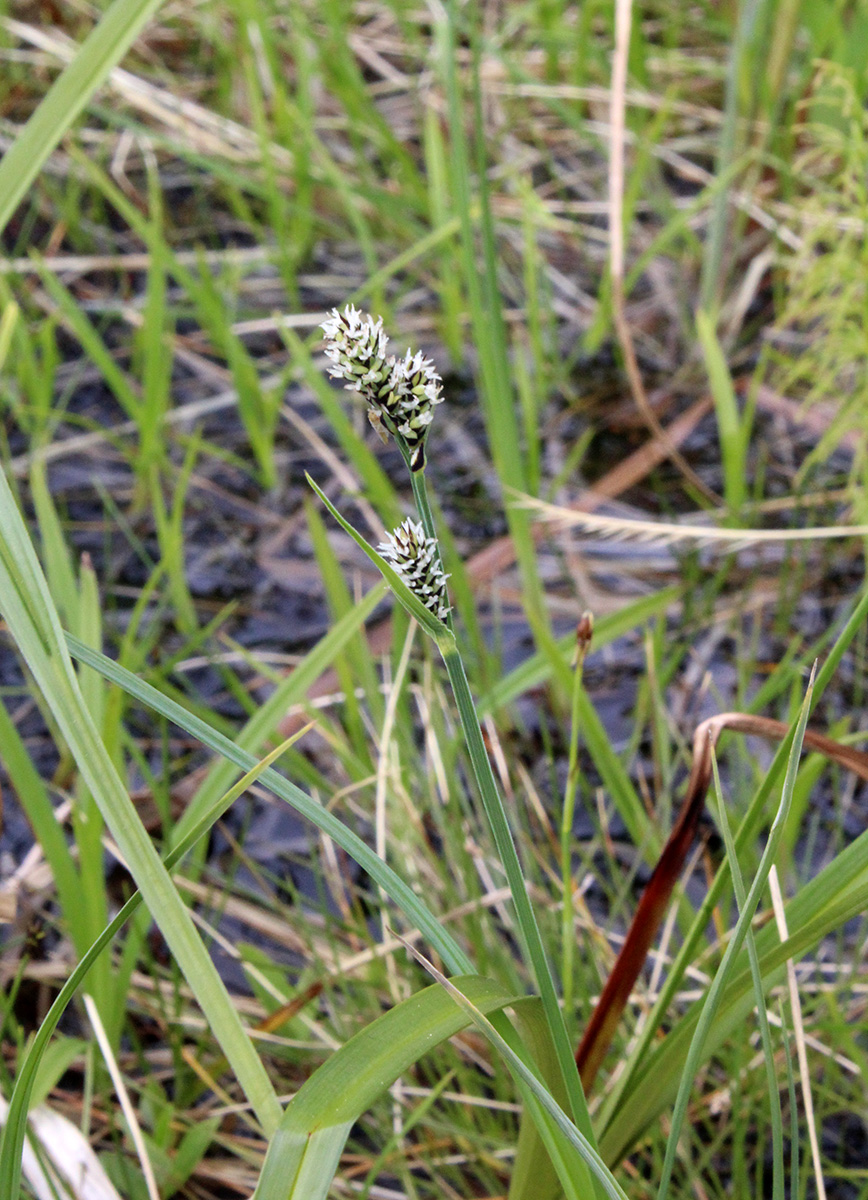 Image of Carex adelostoma specimen.