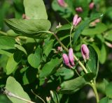 Lonicera tatarica. Верхушка веточки с нераскрывшимися соцветиями и листом (вид с нижней стороны). Восточный Казахстан, г. Усть-Каменогорск, восточные окр., Лесхоз, пологий склон сопки. 22.05.2018.