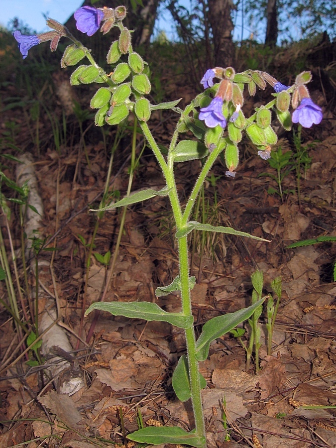 Изображение особи Pulmonaria mollis.