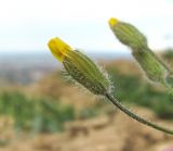 Crepis rhoeadifolia. Нераспустившееся соцветие (вид сбоку). Дагестан, г/о Махачкала, гора Тарки-Тау, у дороги. 05.05.2018.