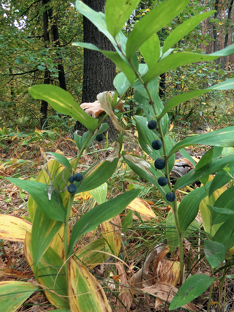 Image of Polygonatum odoratum specimen.