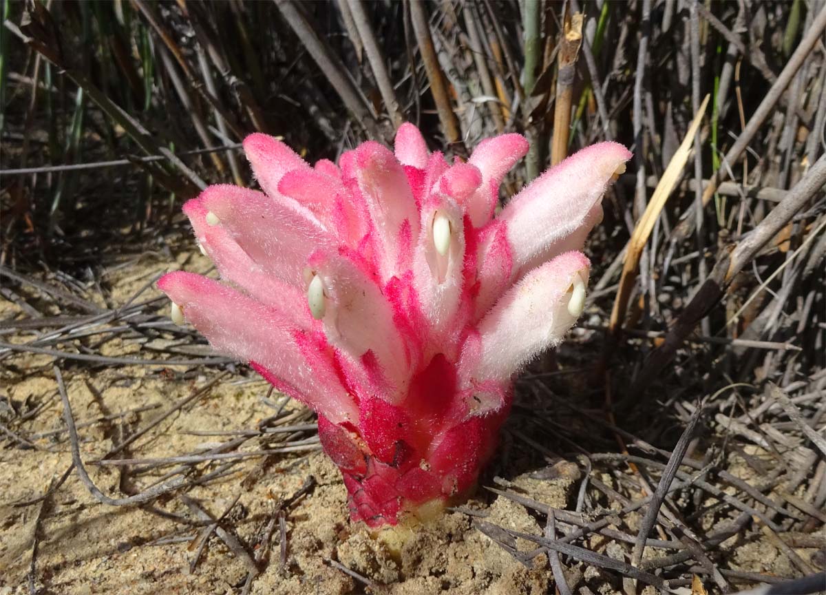 Изображение особи Hyobanche sanguinea.