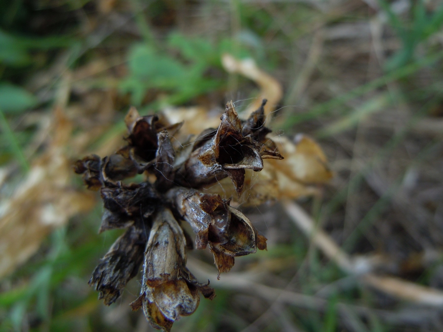 Изображение особи Gentiana cruciata.