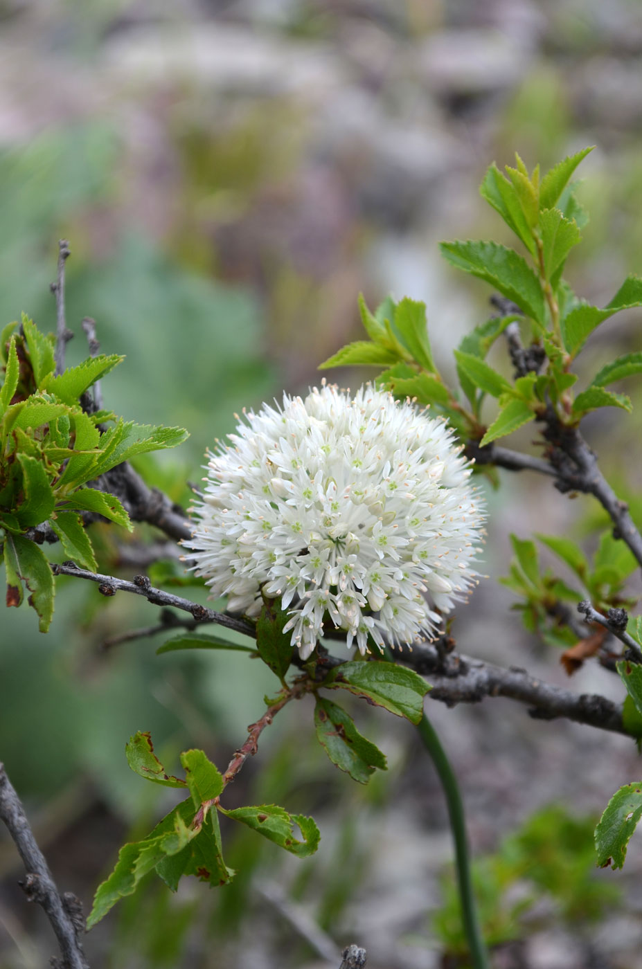 Изображение особи Allium caricifolium.