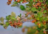 Cotoneaster melanocarpus. Верхушка ветви с незрелыми плодами. Красноярский край, Шарыповский р-н, берег оз. Большое, луг на берегу озера. 12.07.2018.