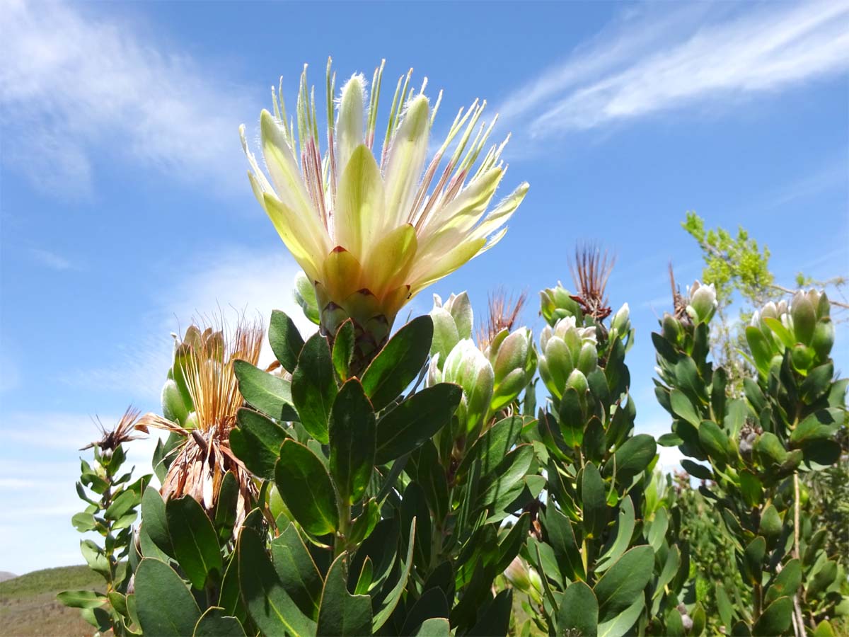 Изображение особи Protea aurea.