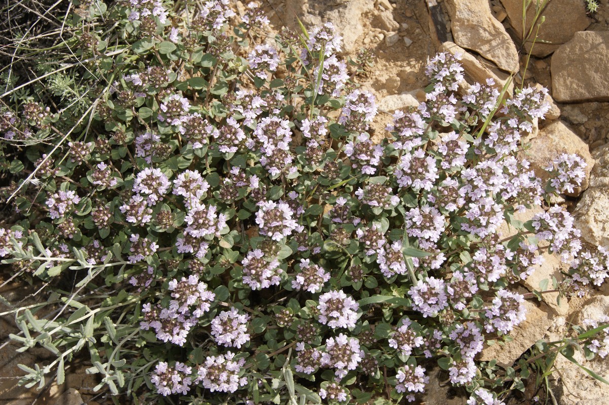 Image of genus Thymus specimen.