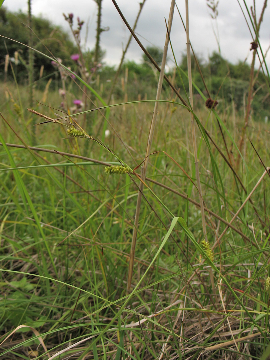 Изображение особи Carex punctata.